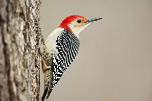 Images Dated 19th December 2013: Red-bellied woodpecker up close