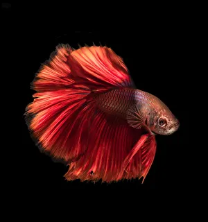 <b class=qtipBold><figcaption>red betta fish</figcaption></b><br>Silver Salt Photos, 893716968<br><em>© ©2017silversaltphoto</em> red betta fish