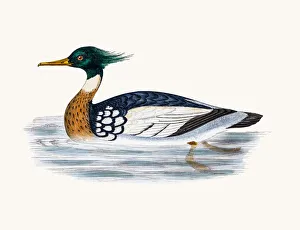 Red-breasted merganser diving Duck Waterfowl bird Red-breasted merganser diving Duck Waterfowl bird