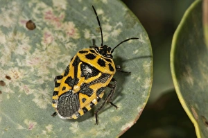 Red Cabbage Bug -Eurydema ornata-, yellow color variant, on the leaf of a caper bush, Rhodes, Greece Red Cabbage Bug -Eurydema ornata-, yellow color variant, on the leaf of a caper bush, Rhodes, Greece