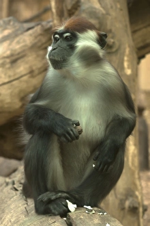 Red-capped Mangabey or Collared Mangabey -Cercocebus torquatus-, captive, Germany Red-capped Mangabey or Collared Mangabey -Cercocebus torquatus-, captive, Germany