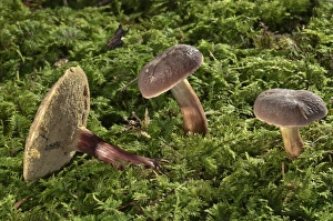 Red Cracking Bolete -Xerocomus chrysenteron-, Untergroeningen, Baden-Wuerttemberg Red Cracking Bolete -Xerocomus chrysenteron-, Untergroeningen, Baden-Wuerttemberg