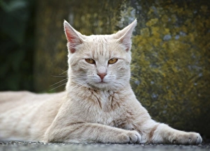 Red cream tabby cat lying on a footpath in front of a boulder, Germany Red cream tabby cat lying on a footpath in front of a boulder, Germany