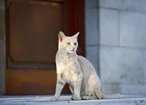 Red cream tabby cat sitting in front of a door, Germany Red cream tabby cat sitting in front of a door, Germany
