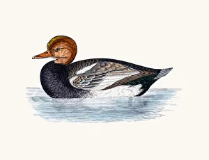 Red Crested Pochard Diving Duck Waterfowl bird Red Crested Pochard Diving Duck Waterfowl bird