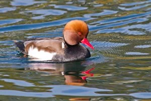 Images Dated 21st October 2012: Red-crested pochard (Netta rufina), drake, swimming in the water, Lake Constance