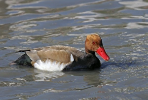 Red-crested pochard -Netta rufina- in the water, Camargue region, France, Europe Red-crested pochard -Netta rufina- in the water, Camargue region, France, Europe