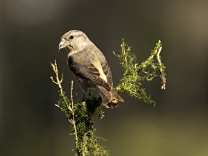 Red Crossbill (Loxia curvirostra) adult famale, standing on a branch of tree with lichens Red Crossbill (Loxia curvirostra) adult famale, standing on a branch of tree with lichens