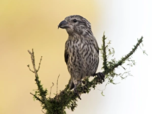 Red Crossbill (Loxia curvirostra) adult famale, standing on a branch of tree with lichens Red Crossbill (Loxia curvirostra) adult famale, standing on a branch of tree with lichens