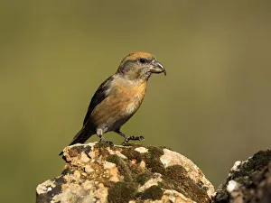 Red Crossbill (Loxia curvirostra) adult male, standing on a rock of tree with lichens Red Crossbill (Loxia curvirostra) adult male, standing on a rock of tree with lichens