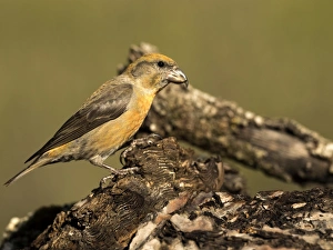 Red Crossbill (Loxia curvirostra) adult male, standing on a branch of tree with lichens Red Crossbill (Loxia curvirostra) adult male, standing on a branch of tree with lichens