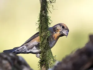 Red Crossbill (Loxia curvirostra) adult male, standing on a branch of tree with lichens Red Crossbill (Loxia curvirostra) adult male, standing on a branch of tree with lichens