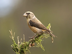 Red Crossbill (Loxia curvirostra) adult male, standing on a branch of tree with lichens Red Crossbill (Loxia curvirostra) adult male, standing on a branch of tree with lichens