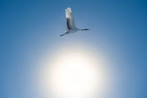 A Red-crowned Crane fly over the sunshine A Red-crowned Crane fly over the sunshine
