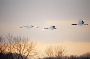 <b class=qtipBold><figcaption>Red-crowned Crane (Grus japonensis)</figcaption></b><br>Red-crowned Cranes fly over the Hokkaido landscape. Japan.<br><em>© Ben Cranke</em> Red-crowned Crane (Grus japonensis)