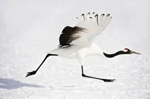 <b class=qtipBold><figcaption>Red-crowned Crane (Grus japonensis)</figcaption></b><br>A Red-crowned Crane runs during take-off.<br><em>© Ben Cranke</em> Red-crowned Crane (Grus japonensis)