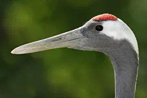 Red-crowned Crane -Grus japonensis-, portrait Red-crowned Crane -Grus japonensis-, portrait