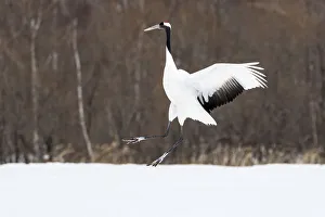 Red-crowned cranes (Grus japonensis) jumping in field, Tsurui Ito Crane Reserve Red-crowned cranes (Grus japonensis) jumping in field, Tsurui Ito Crane Reserve