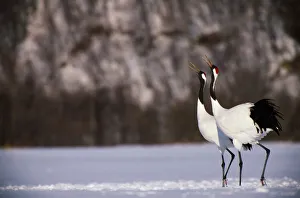 Red-crowned cranes (Grus japonensis) in snowy field, Japan Red-crowned cranes (Grus japonensis) in snowy field, Japan