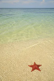 Red cushion sea star -Oreaster reticulatus-, protected species, Playa Ancon beach Red cushion sea star -Oreaster reticulatus-, protected species, Playa Ancon beach