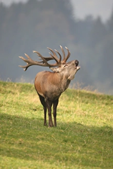 Red deer (Cervus elaphus) bugeling during rutting season, Allgaeu, Bavaria, Germany Red deer (Cervus elaphus) bugeling during rutting season, Allgaeu, Bavaria, Germany