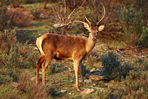 Red Deer -Cervus elaphus- with different horns, National Park Monfrague, Spain, Europe Red Deer -Cervus elaphus- with different horns, National Park Monfrague, Spain, Europe