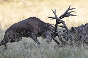 Red Deer -Cervus elaphus-, fighting stags, Copenhagen, Denmark Red Deer -Cervus elaphus-, fighting stags, Copenhagen, Denmark