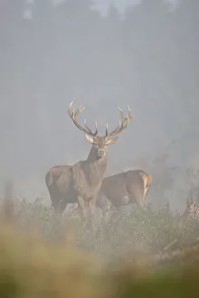 Red Deer -Cervus elaphus- in fog, Unterallgaeu, Allgaeu, Bavaria, Germany, Europe Red Deer -Cervus elaphus- in fog, Unterallgaeu, Allgaeu, Bavaria, Germany, Europe