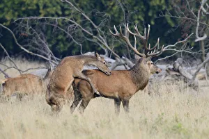 Red Deer -Cervus elaphus-, hind mounting a stag, Jaegersborg, Copenhagen, Denmark Red Deer -Cervus elaphus-, hind mounting a stag, Jaegersborg, Copenhagen, Denmark