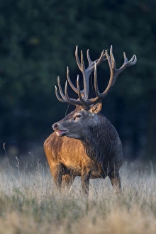 Red Deer -Cervus elaphus-, Klampenborg, Copenhagen, Denmark Red Deer -Cervus elaphus-, Klampenborg, Copenhagen, Denmark