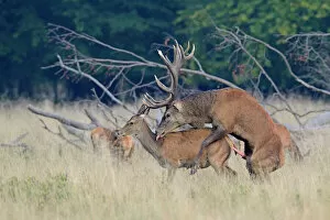 Images Dated 24th September 2014: Red Deer -Cervus elaphus-, mating, Jaegersborg, Copenhagen, Denmark