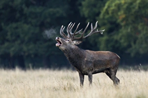 Red Deer -Cervus elaphus-, roaring rutting stag, Copenhagen, Denmark Red Deer -Cervus elaphus-, roaring rutting stag, Copenhagen, Denmark