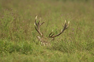 Red Deer -Cervus elaphus-, stag hiding in tall grass, Oostvaardersplassen, The Netherlands Red Deer -Cervus elaphus-, stag hiding in tall grass, Oostvaardersplassen, The Netherlands