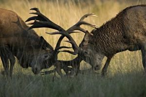 Red Deer -Cervus elaphus-, stags fighting, Copenhagen, Denmark Red Deer -Cervus elaphus-, stags fighting, Copenhagen, Denmark