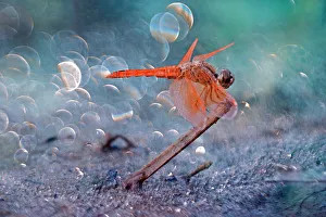 <b class=qtipBold><figcaption>Red Dragon in Bokeh</figcaption></b><br>Insects On Earth, 186891523<br><em>© Donald Jusa</em> Red Dragon in Bokeh
