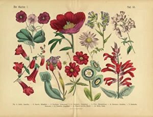 Botanical Prints: Red Exotic Flowers of the Garden, Victorian Botanical Illustration
