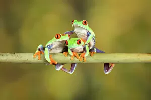 Images Dated 22nd May 2017: Three Red Eye Tree Frogs posing for camera