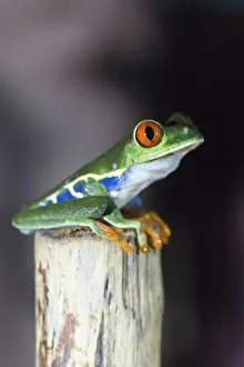 Red-eyed tree frog (Agalychnis callidryas) sitting on branch, Alajuela Province, Costa Rica Red-eyed tree frog (Agalychnis callidryas) sitting on branch, Alajuela Province, Costa Rica