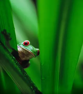 Red-eyed tree frog (Agalychnis callidryas) behind leaf Red-eyed tree frog (Agalychnis callidryas) behind leaf