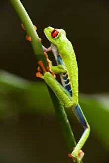 Images Dated 25th January 2009: Red-Eyed Tree Frog, Costa Rica