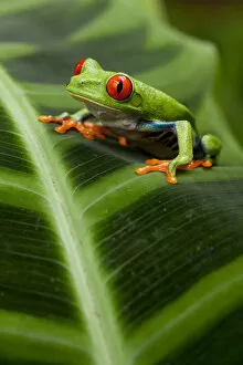 Images Dated 25th January 2009: Red-Eyed Tree Frog, Costa Rica