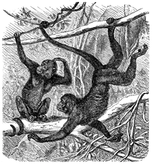 Red-faced spider monkey (Ateles paniscus) Red-faced spider monkey (Ateles paniscus)