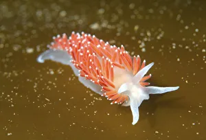 Red-finger Aeolis -Flabellina verrucosa-, Sea of Japan, Russia Red-finger Aeolis -Flabellina verrucosa-, Sea of Japan, Russia