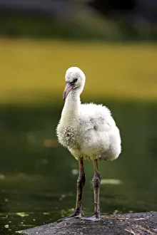 Red Flamingo or Cuban Flamingo -Phoenicopterus ruber ruber-, chick, native to South America, captive, Heidelberg Red Flamingo or Cuban Flamingo -Phoenicopterus ruber ruber-, chick, native to South America, captive, Heidelberg