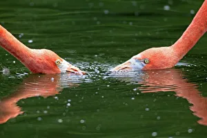 Red Flamingoes or Cuban Flamingoes -Phoenicopterus ruber ruber-, pair with their heads in the water Red Flamingoes or Cuban Flamingoes -Phoenicopterus ruber ruber-, pair with their heads in the water