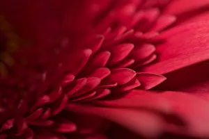 <b class=qtipBold><figcaption>Red Flower Still Life</figcaption></b><br>Stunning macro photograph of a red flower<br><em>© © Simon Gakhar</em> Red Flower Still Life