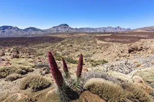 Red flowering Tower of Jewels or Tenerife Bugloss -Echium wildpretii- in the Parque Red flowering Tower of Jewels or Tenerife Bugloss -Echium wildpretii- in the Parque