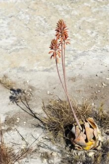 Toliara Collection: Red flowers -Aloe isaloensis-, Isalo National Park, at Ranohira, Madagascar