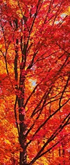 Images Dated 6th September 2009: Red Forest Maple Leaves in Peak Fall Colors Wisconsin
