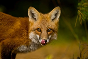 <b class=qtipBold><figcaption>Red Fox</figcaption></b><br>A Red Fox licking it's nose.<br><em>© copyright 2015</em> Red Fox